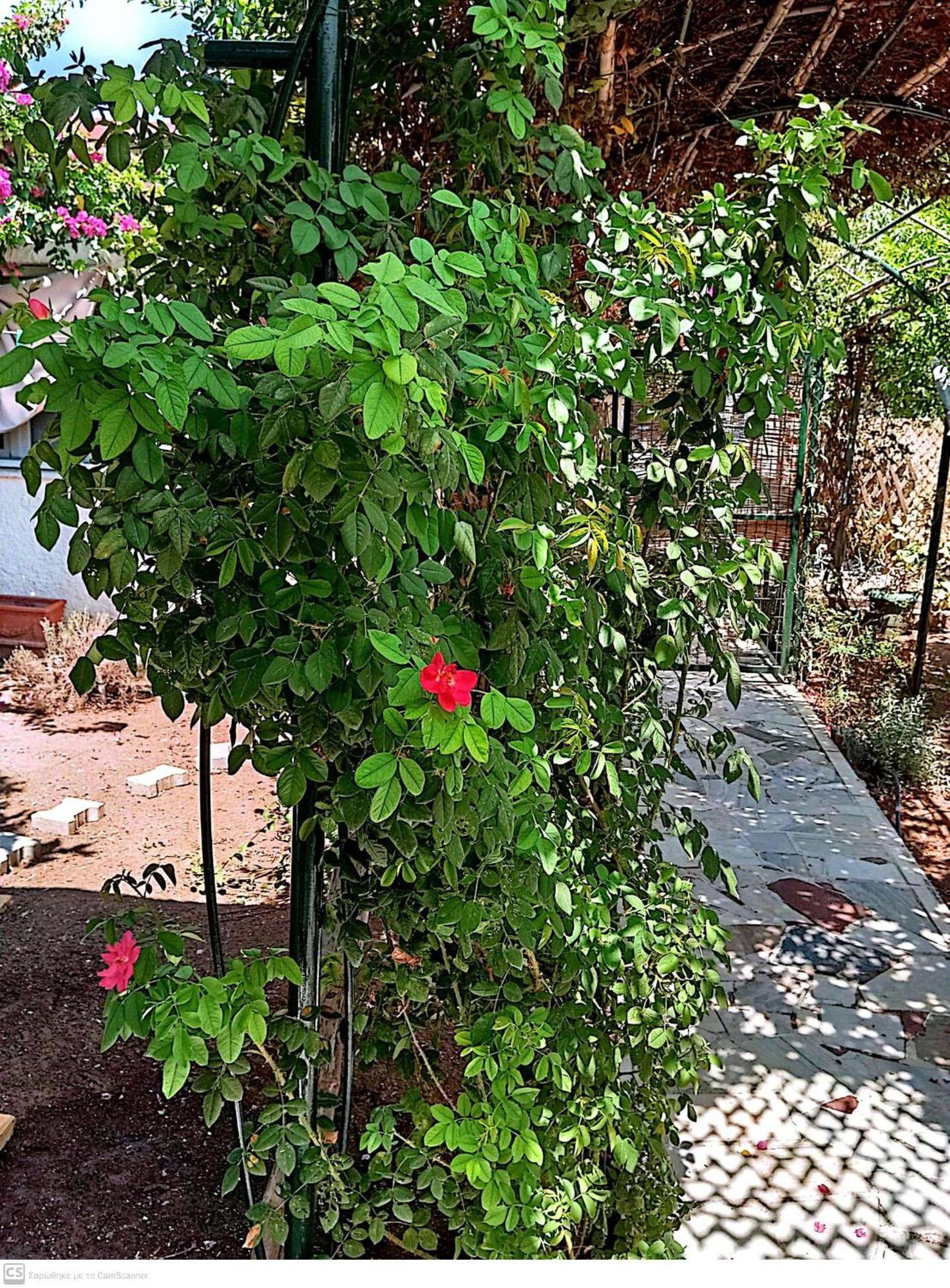 Εξοχικό Maria Villa Ambelakia Kültér fotó